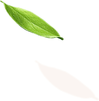 leaf 1 1